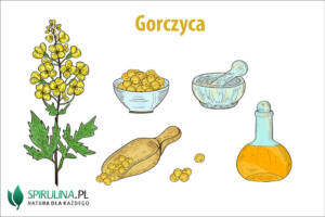 Gorczyca