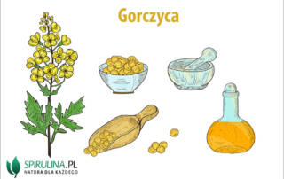 Gorczyca