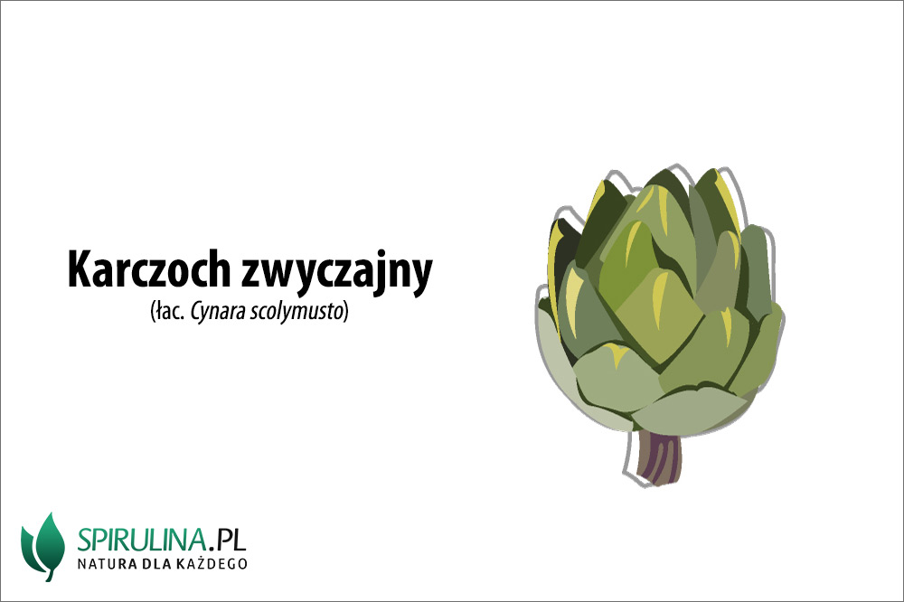 Karczochy – właściwości lecznicze Karczochy - właściwości lecznicze