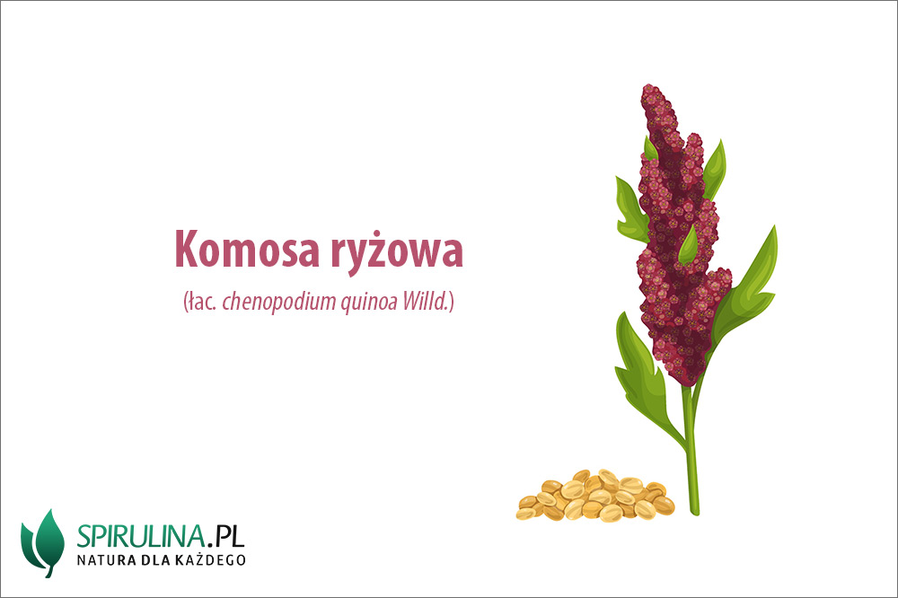Komosa ryżowa – powody, dla których warto ją jeść Komosa ryżowa - powody, dla których warto ją jeść