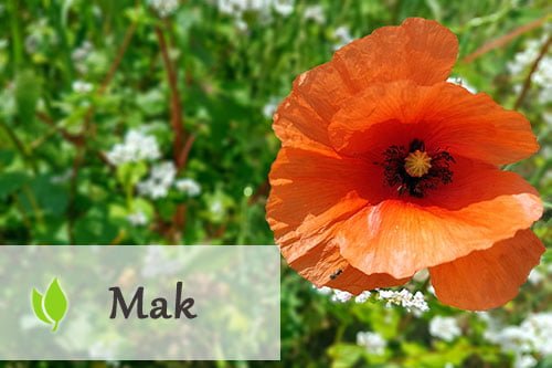 Mak – właściwości i zastosowanie Mak - właściwości i zastosowanie