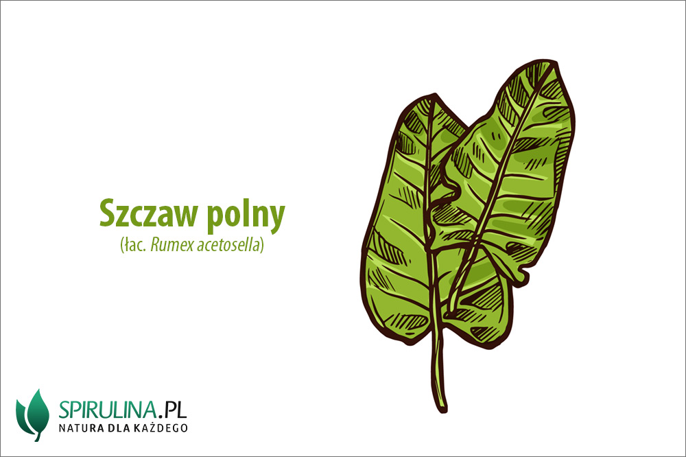 Szczaw – czy jest zdrowy? Szczaw - czy jest zdrowy?