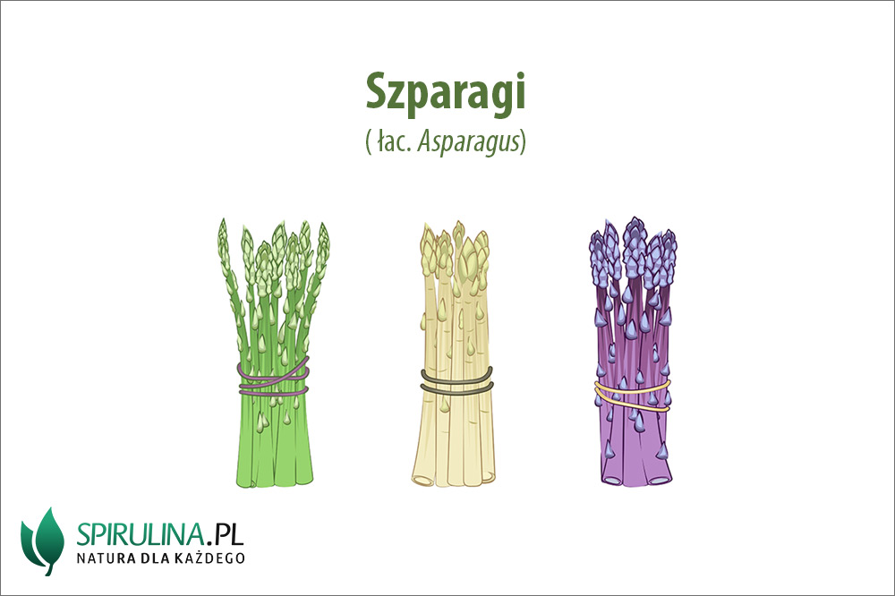 Szparagi – rodzaje i właściwości Szparagi - rodzaje i właściwości