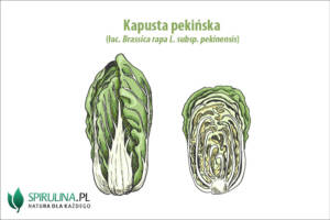 Kapusta pekińska