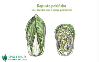 Kapusta pekińska