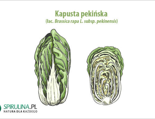 Kapusta pekińska