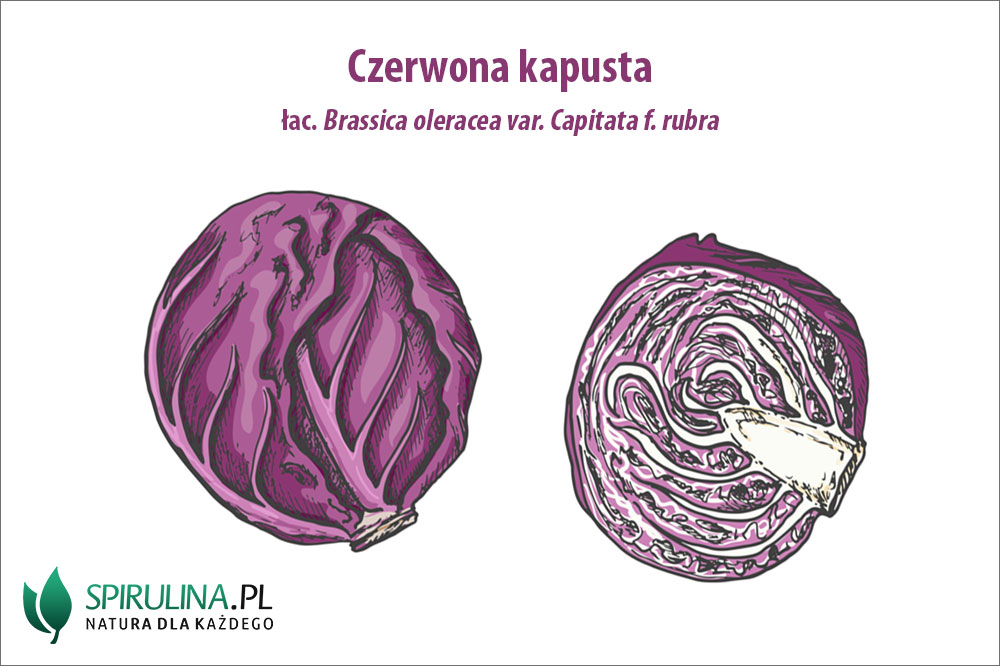 Czerwona kapusta – co w sobie kryje? Czerwona kapusta - co w sobie kryje?