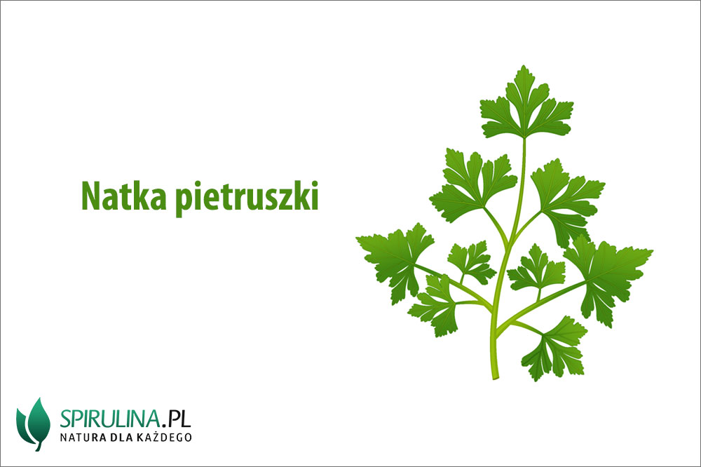 Natka pietruszki – wartości odżywcze i właściwości Natka pietruszki - wartości odżywcze i właściwości