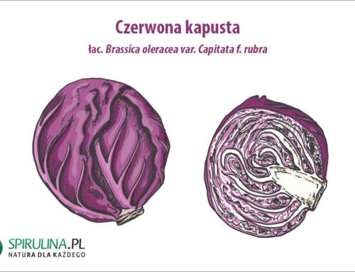 Czerwona kapusta