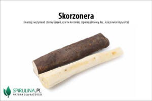 skorzonera