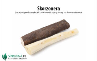 skorzonera