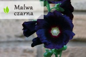 Malwa czarna - właściwości i zastosowanie