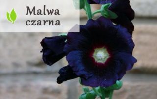 Malwa czarna - właściwości i zastosowanie