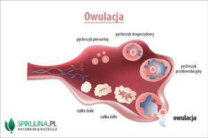 Owulacja