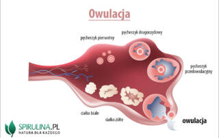 Owulacja