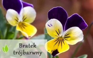 Bratek trójbarwny - właściwości lecznicze