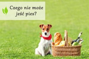 Czego nie może jeść pies?