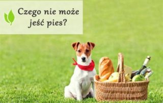 Czego nie może jeść pies?