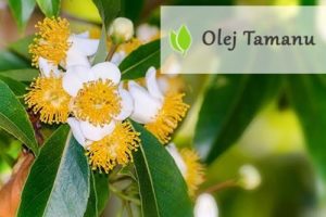 Olej Tamanu - właściwości i zastosowanie