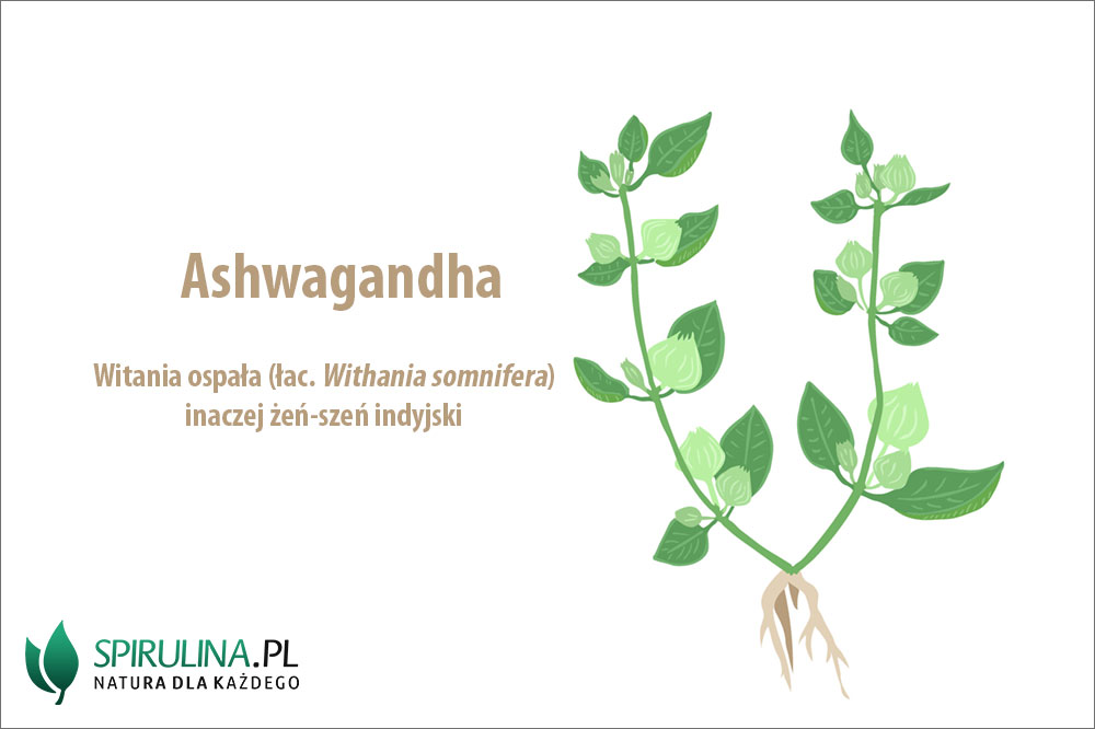 Ashwagandha (indyjski żeń-szeń) – właściwości lecznicze Ashwagandha (indyjski żeń-szeń) - właściwości lecznicze