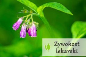 Żywokost lekarski - właściwości i zastosowanie