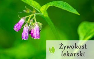 Żywokost lekarski - właściwości i zastosowanie