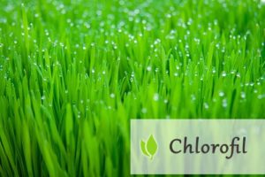 Chlorofil - właściwości i występowanie