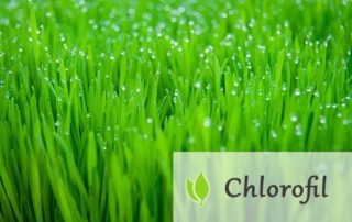 Chlorofil - właściwości i występowanie