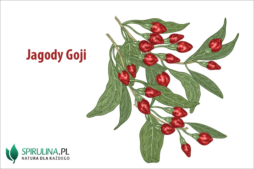 Jagody goji – jakie właściwości wykazują? Jagody goji - jakie właściwości wykazują?