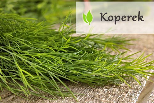 Koperek – jakie właściwości wykazuje? Koperek - jakie właściwości wykazuje?