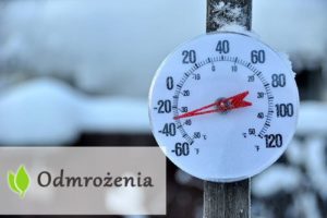 Odmrożenia - jak je leczyć?