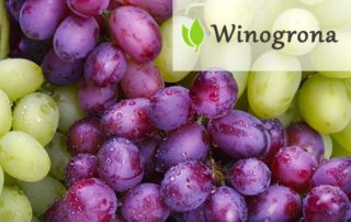 Winogrona - właściwości i zastosowanie