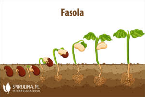 Fasola