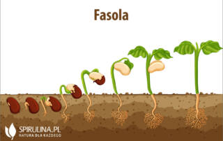Fasola