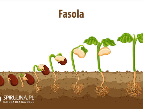 Fasola