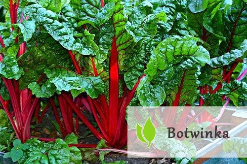 Botwinka – jak wpływa na nasze zdrowie? Botwinka - jak wpływa na nasze zdrowie?