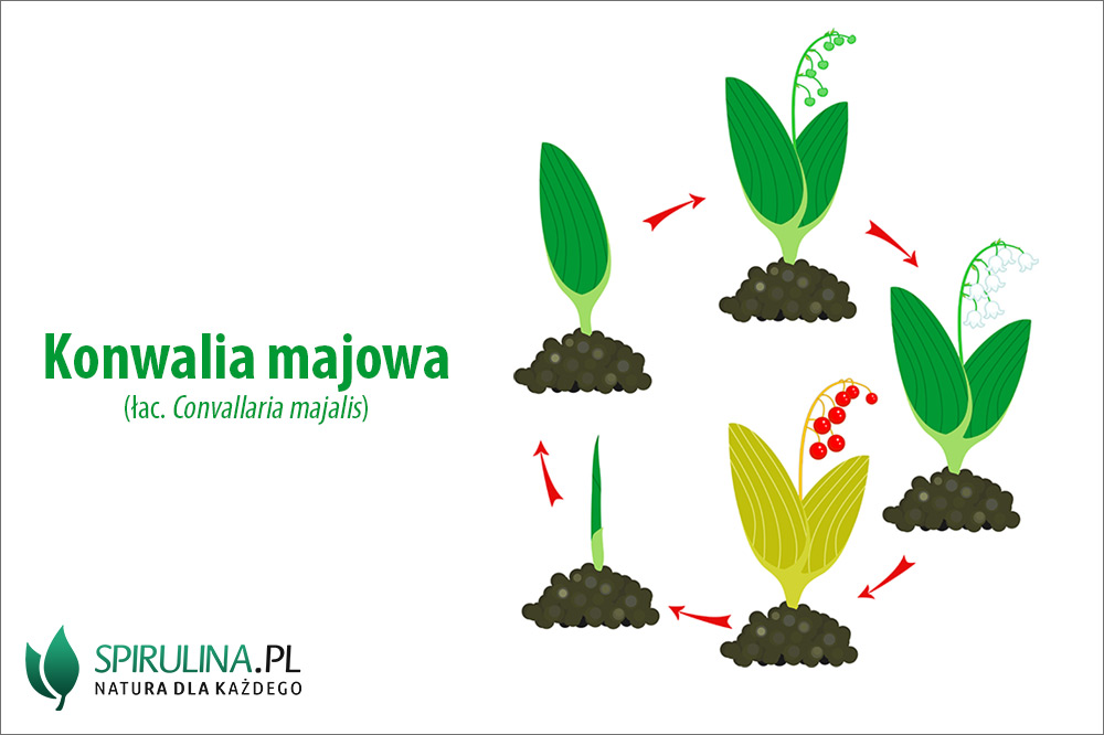 Konwalia majowa – właściwości lecznicze Konwalia majowa - właściwości lecznicze