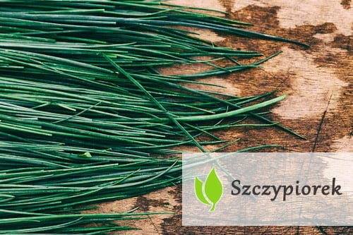 Szczypiorek – co w sobie kryje? Szczypiorek - co w sobie kryje?