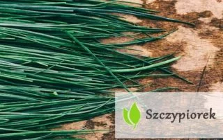 Szczypiorek - co w sobie kryje?