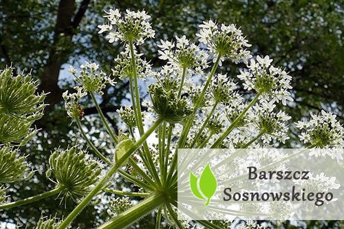 Barszcz Sosnowskiego – co warto o nim wiedzieć? Barszcz Sosnowskiego - co warto o nim wiedzieć?