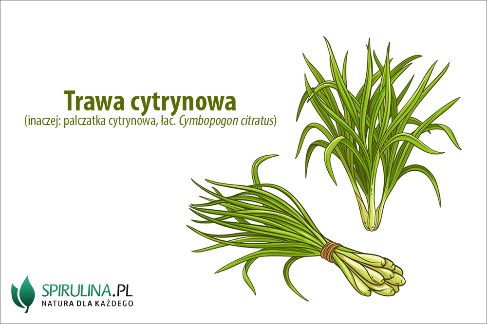 Trawa cytrynowa – właściwości zdrowotne Trawa cytrynowa - właściwości zdrowotne