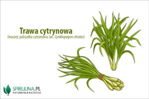 Trawa cytrynowa