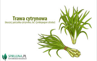 Trawa cytrynowa