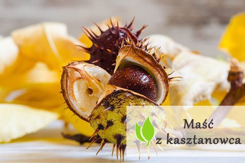 Maść z kasztanowca – właściwości Maść z kasztanowca - właściwości