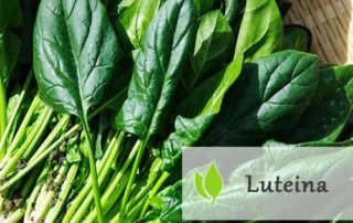 Luteina - źródła i rola w organizmie