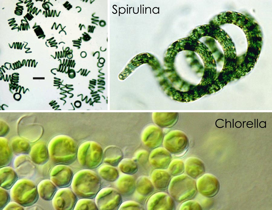 Spirulina i Chlorella