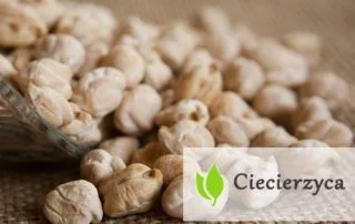 Ciecierzyca - właściwości i zastosowanie