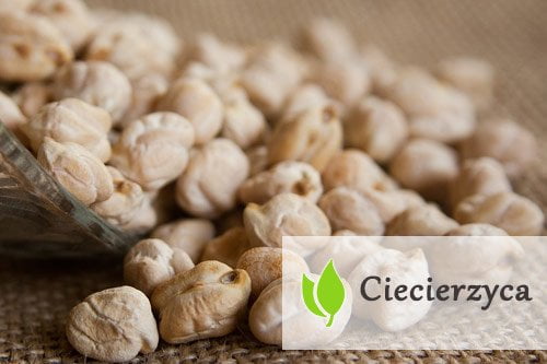 Ciecierzyca – właściwości i zastosowanie Ciecierzyca - właściwości i zastosowanie
