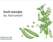 Groch zwyczajny
