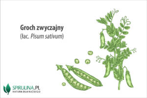 Groch zwyczajny